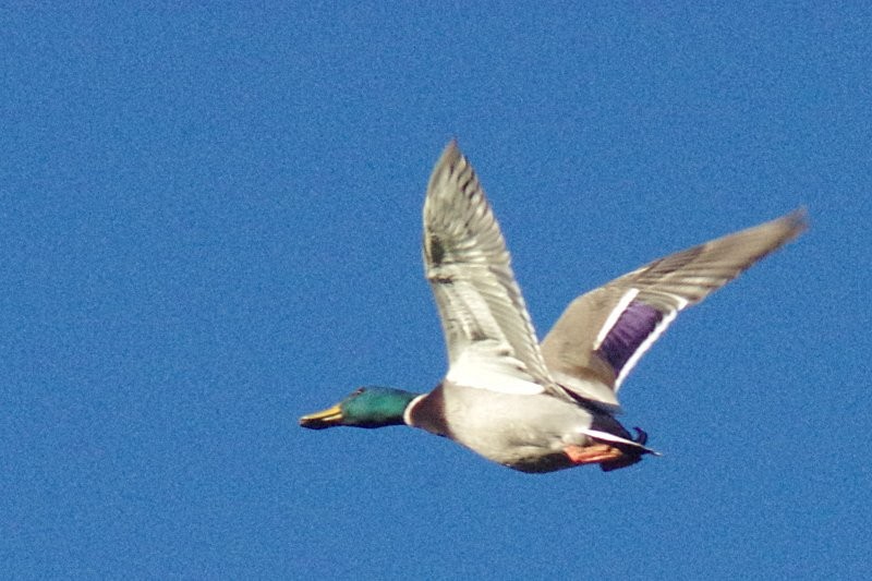 Mallard - ML78099681