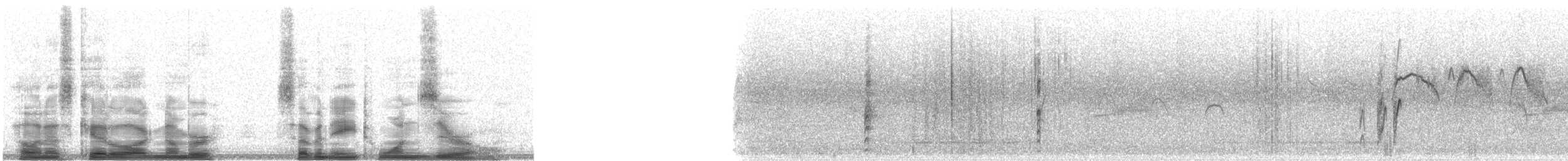 Мексиканский бентеви - ML7810