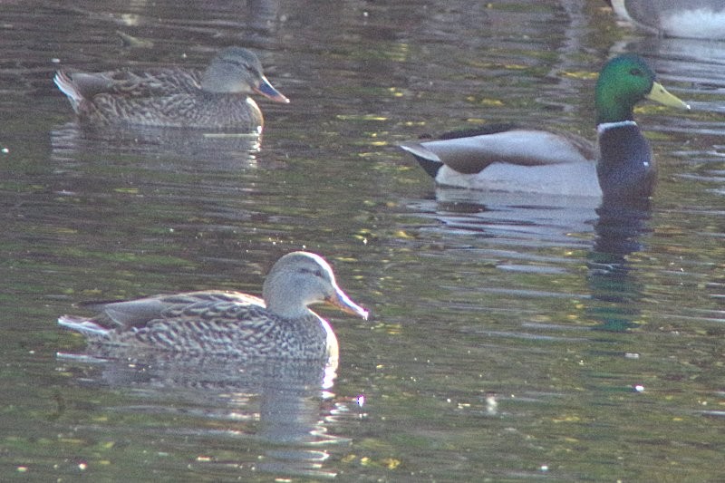 Mallard - Pat Goltz