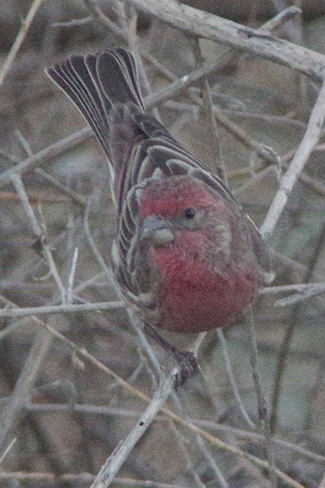 House Finch - Pat Goltz