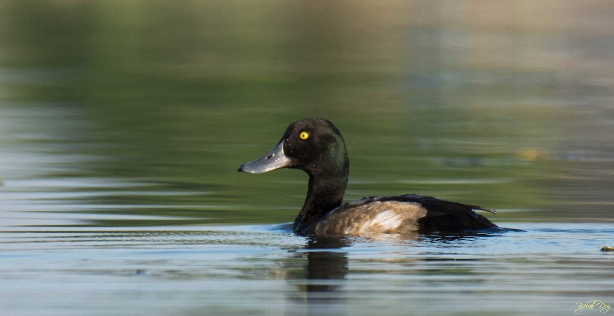 Greater Scaup - ML78100911