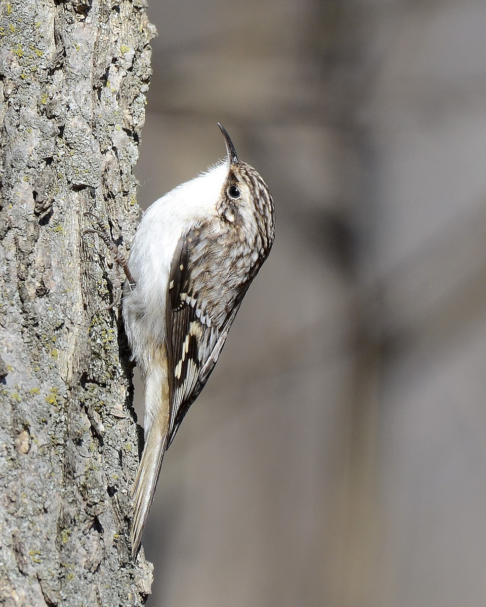 Brown Creeper - ML78101041