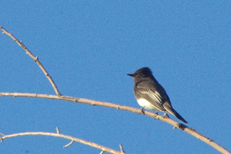 Black Phoebe - Pat Goltz