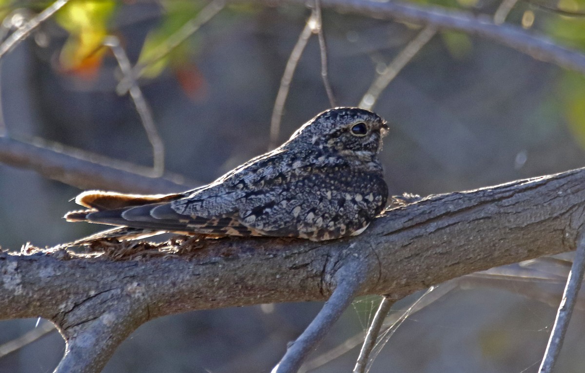 Lesser Nighthawk - Eary Warren