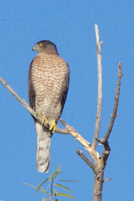 Cooper's Hawk - Pat Goltz