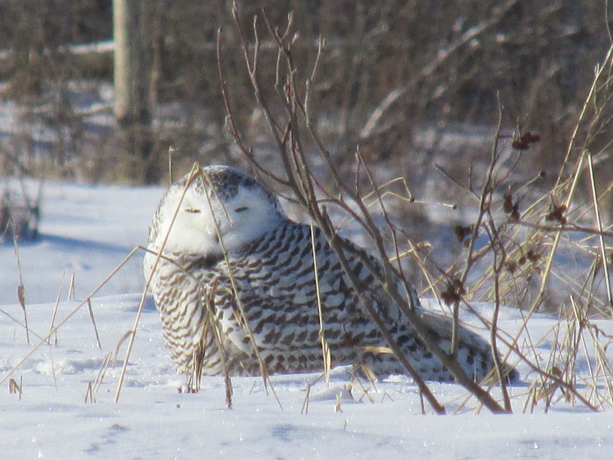 Snowy Owl - ML78101901