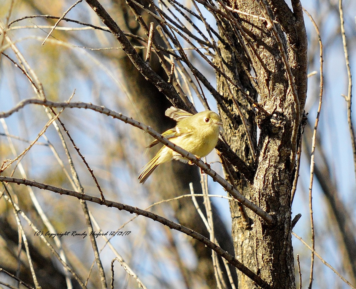 Ruby-crowned Kinglet - Randy Hesford