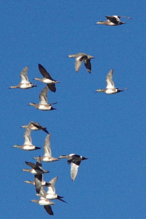 American Wigeon - Pat Goltz