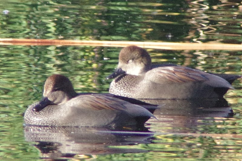 Gadwall - Pat Goltz