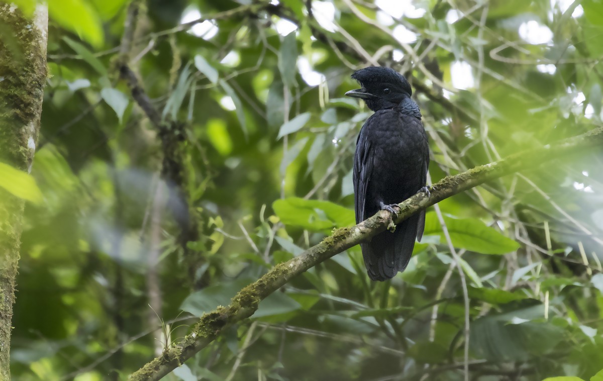 Bare-necked Umbrellabird - ML78106191