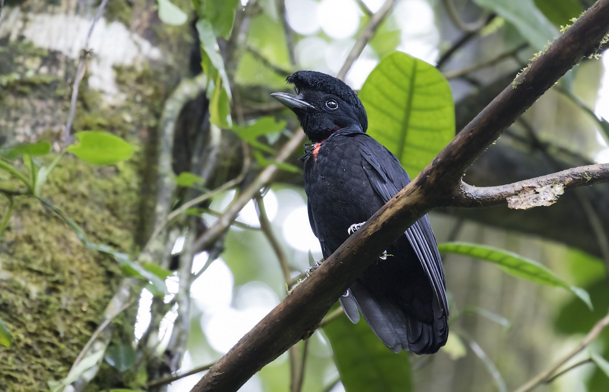 Bare-necked Umbrellabird - Jorge Gabriel Campos