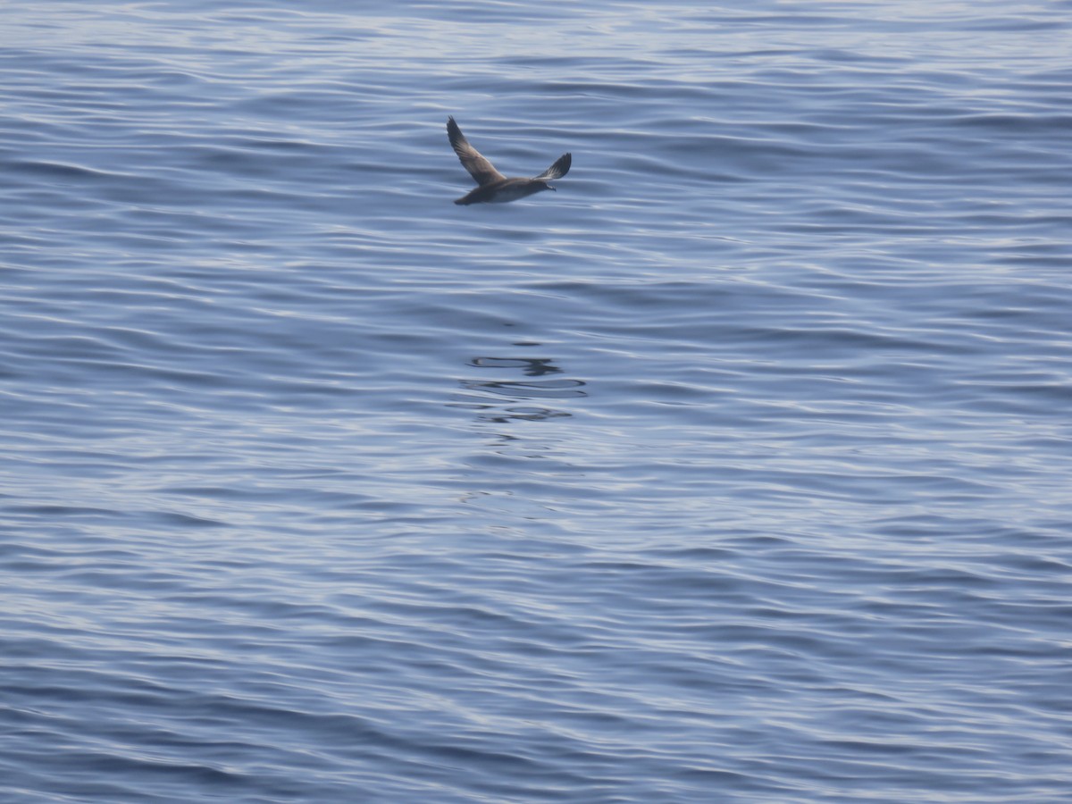 Black-vented Shearwater - ML78106331