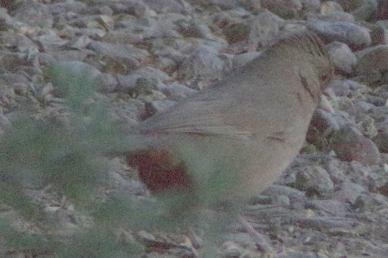 Abert's Towhee - ML78106871