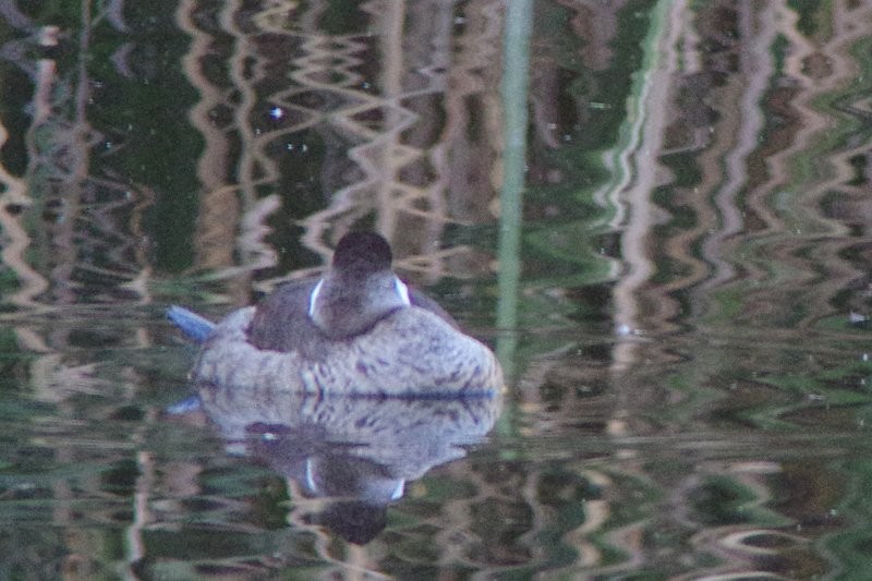 Ruddy Duck - Pat Goltz