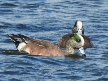 American Wigeon - Dorothy Dunlap