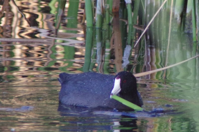 American Coot - ML78108121