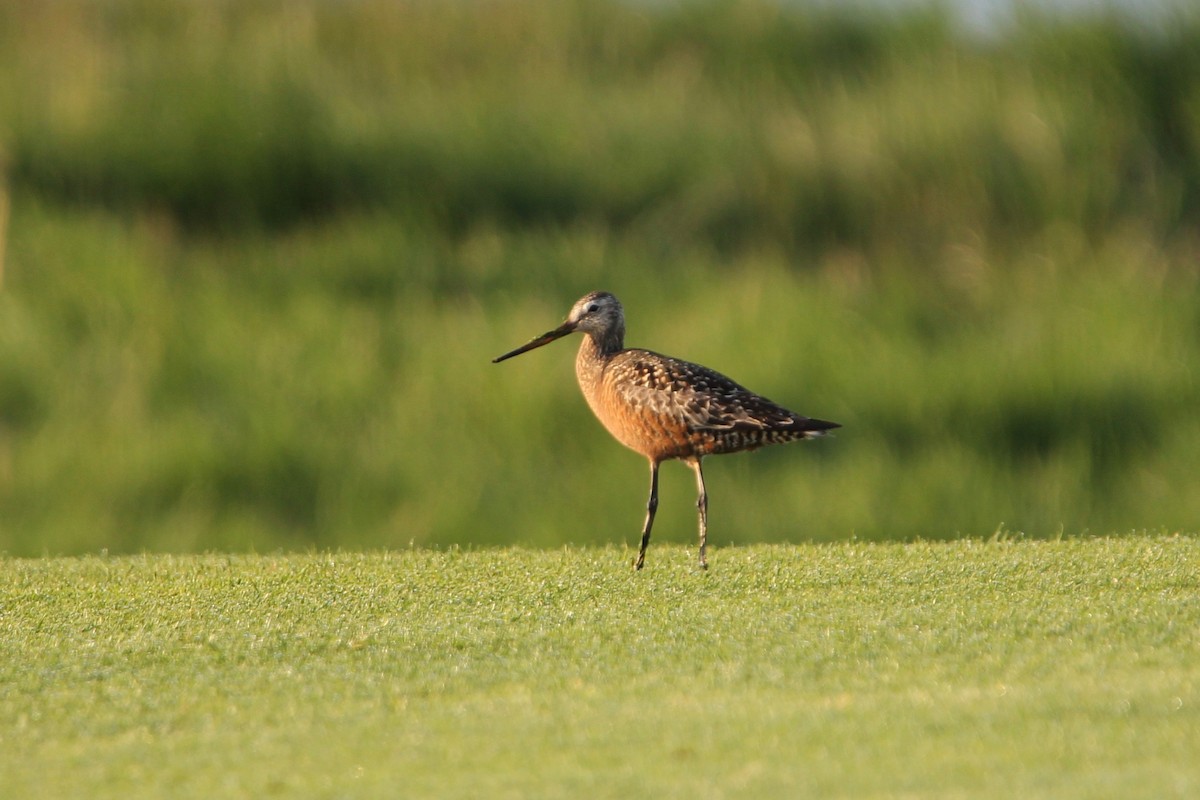 Hudsonian Godwit - ML78109861