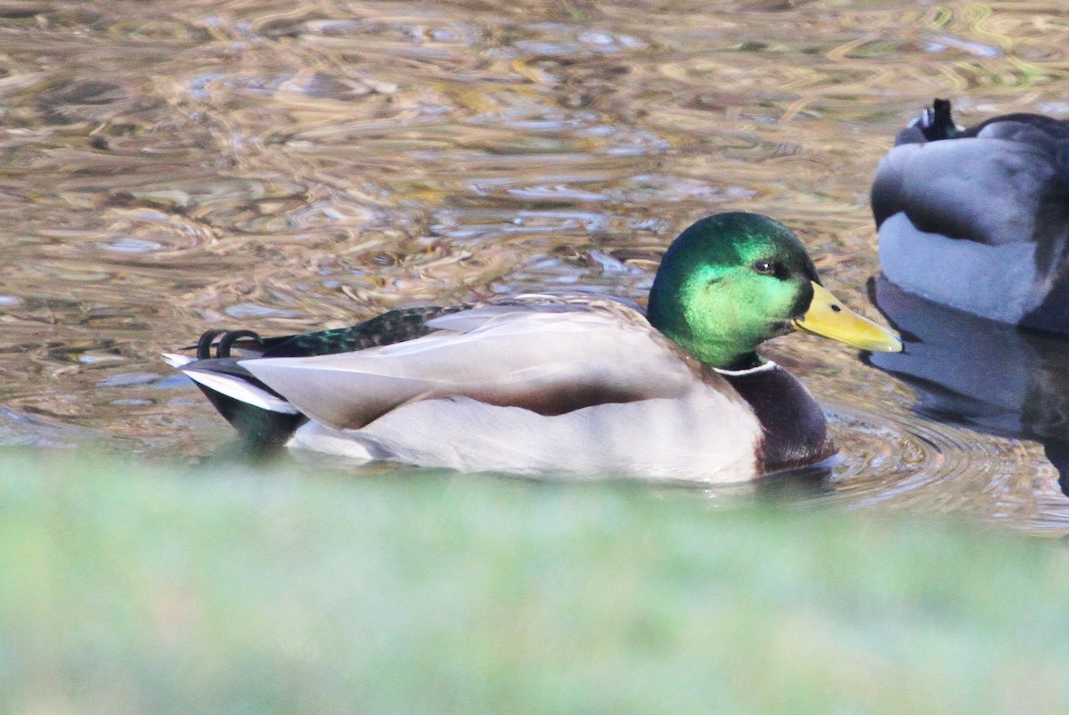Mallard - ML78111131