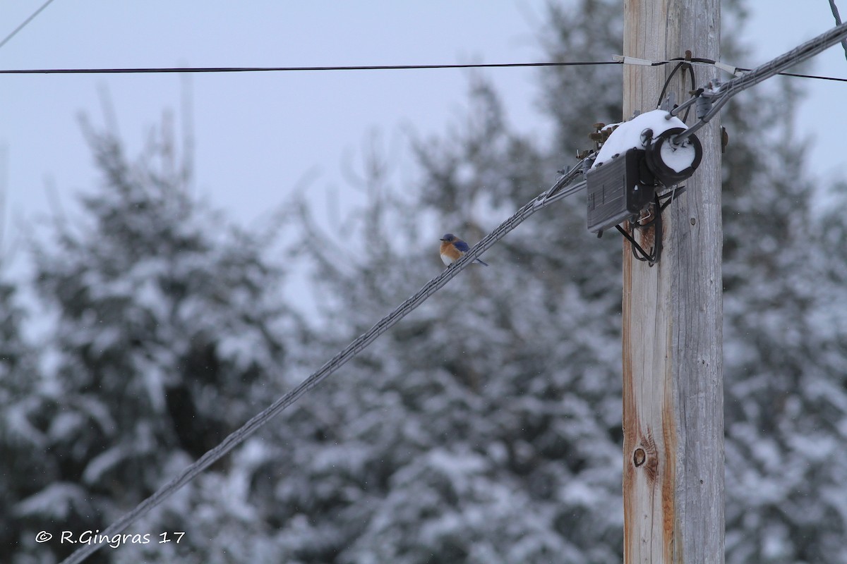 Eastern Bluebird - Robin Gingras