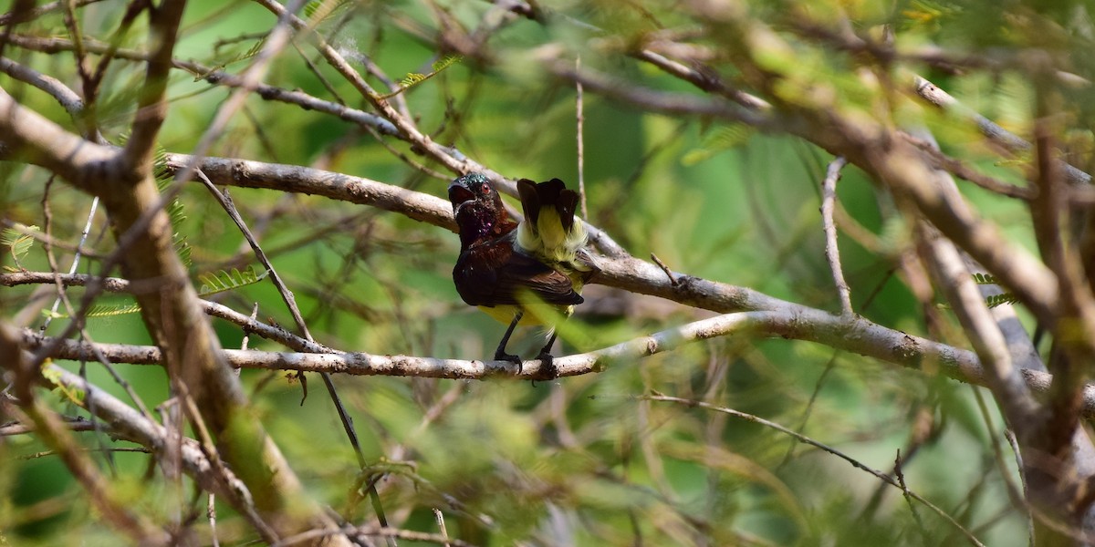 Purple Sunbird - ML78112641