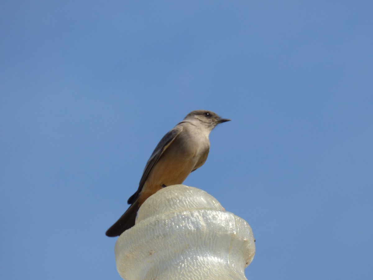 Say's Phoebe - ML78112681