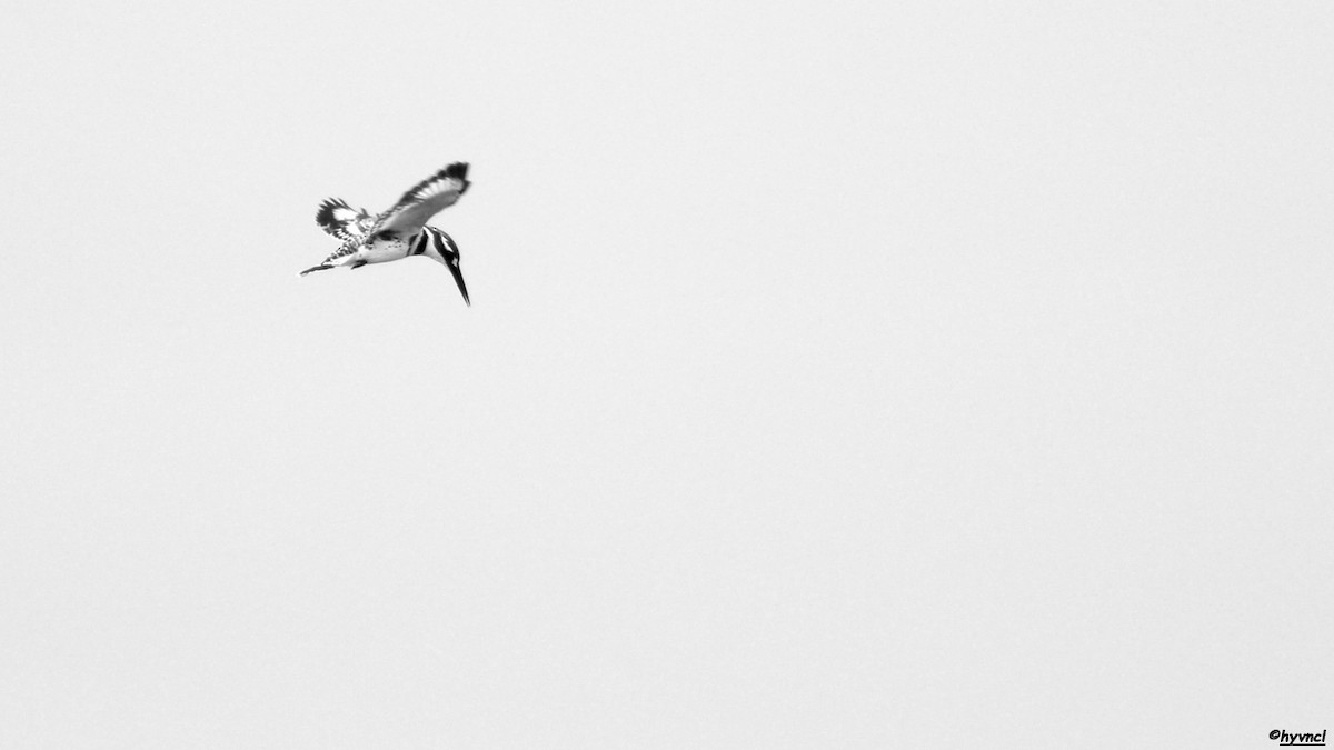 Pied Kingfisher - Ozgun Sozuer