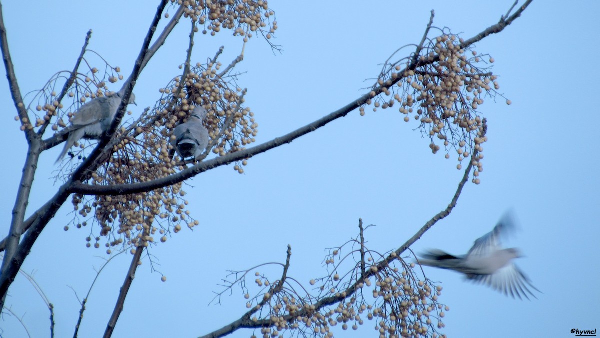 Eurasian Collared-Dove - Ozgun Sozuer