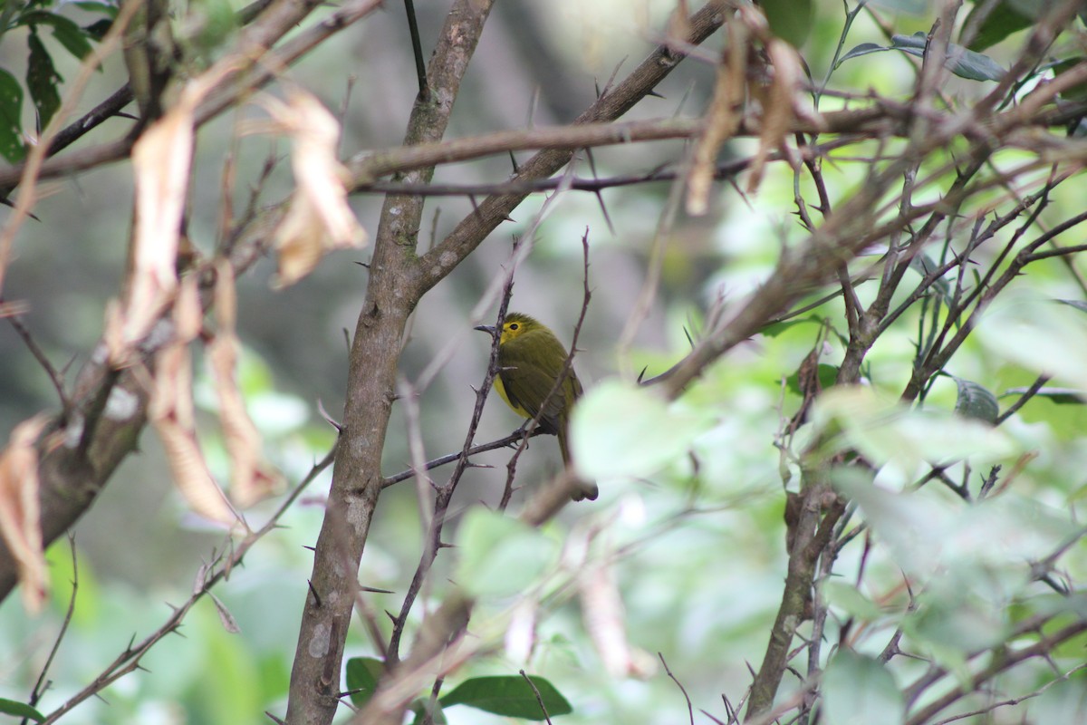 Yellow-browed Bulbul - ML78114391