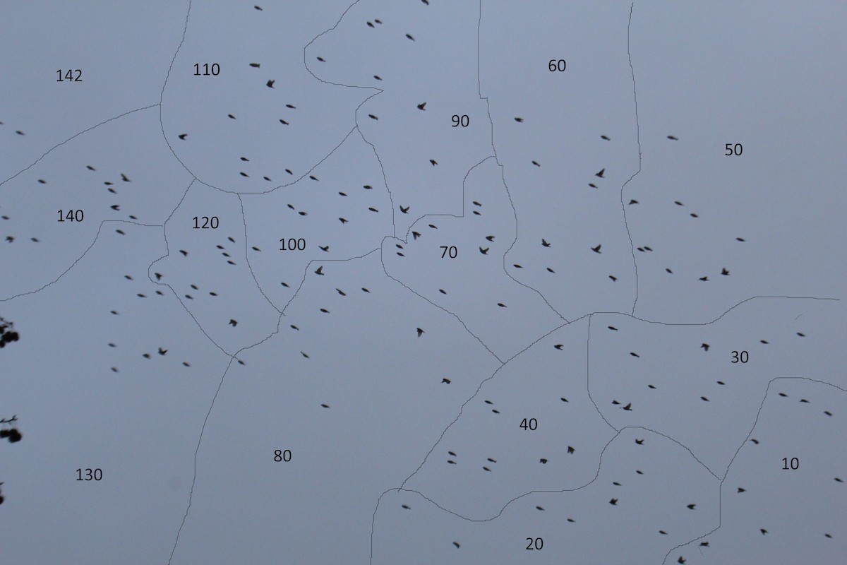 Eurasian Siskin - ML78115151