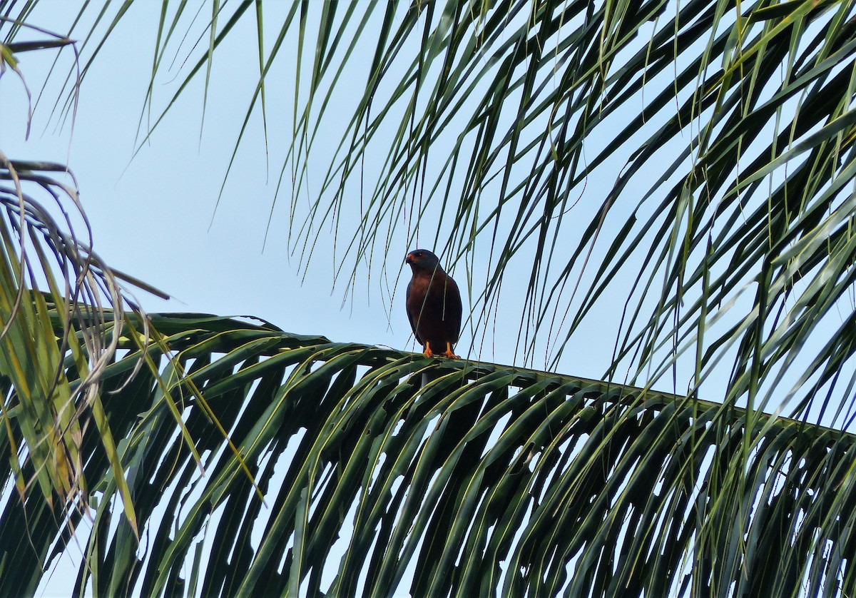 Variable Goshawk - ML78115871