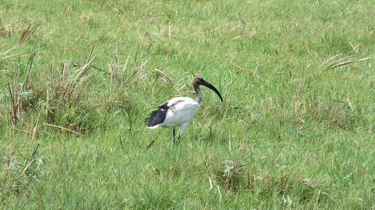 African Sacred Ibis - ML78116021