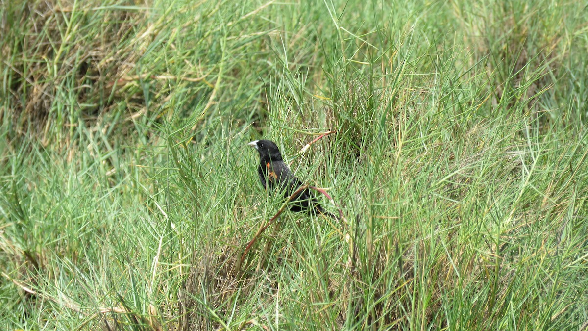 Fan-tailed Widowbird - ML78116081