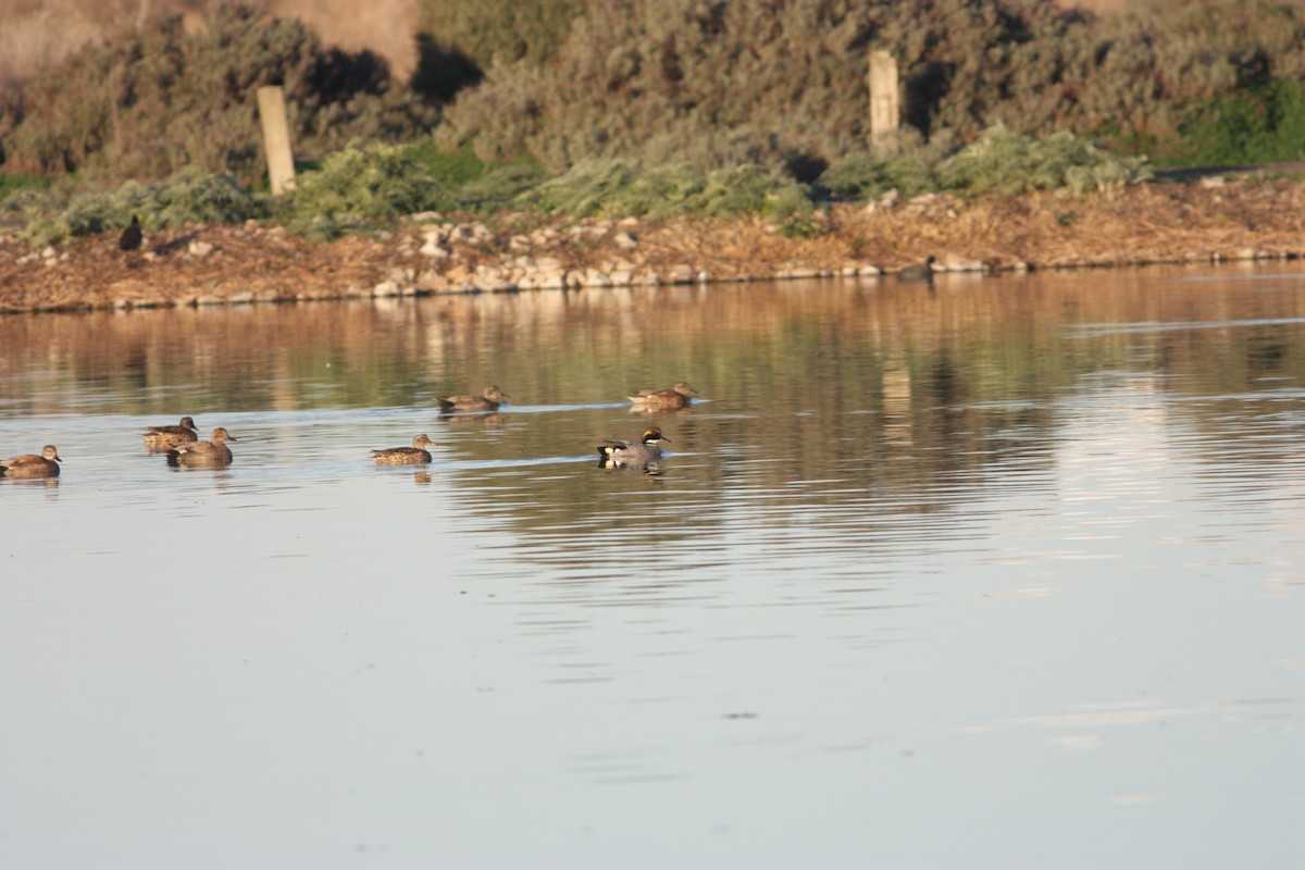 Falcated Duck - ML78116141