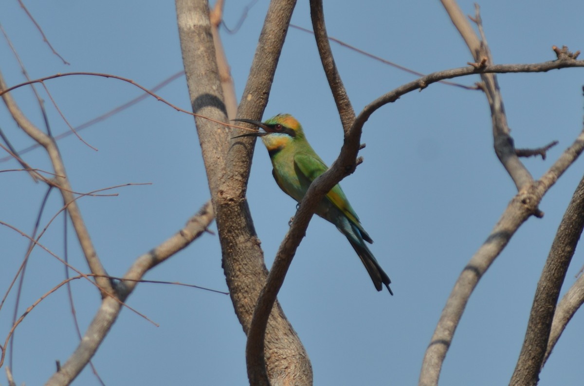 Rainbow Bee-eater - ML78116611