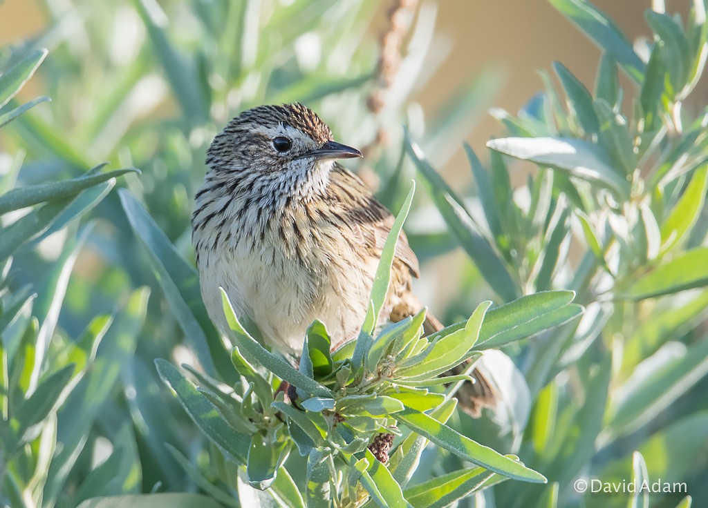 Striated Fieldwren - ML78116841