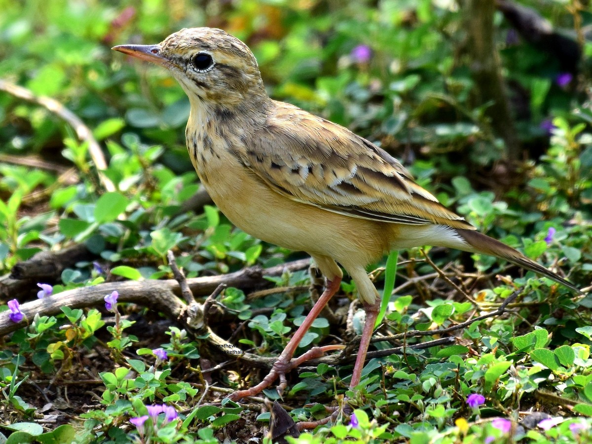 Paddyfield Pipit - mathew thekkethala