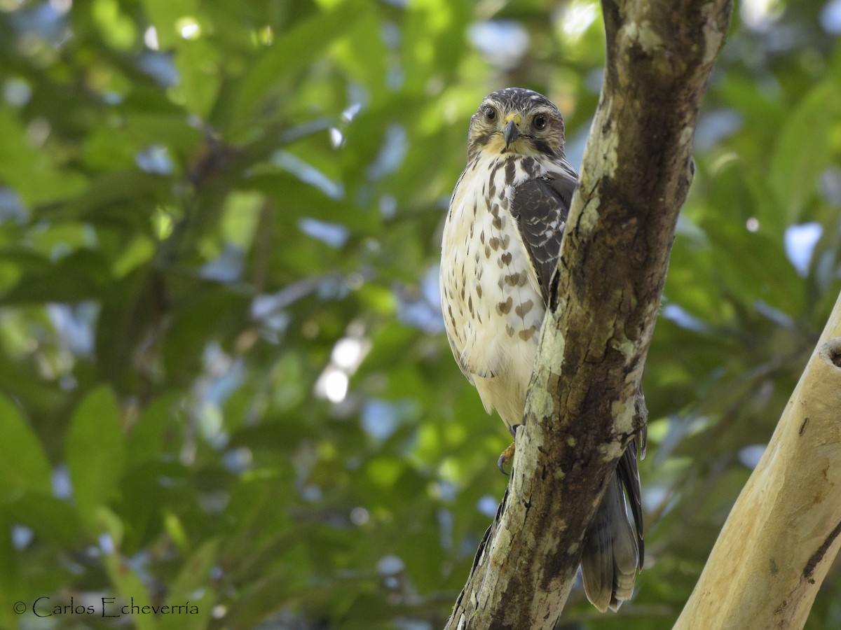 Broad-winged Hawk - Carlos Echeverría