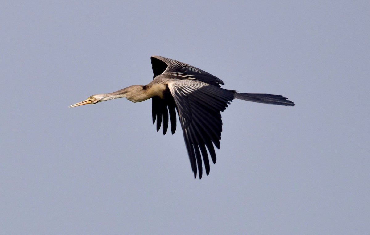 Oriental Darter - mathew thekkethala