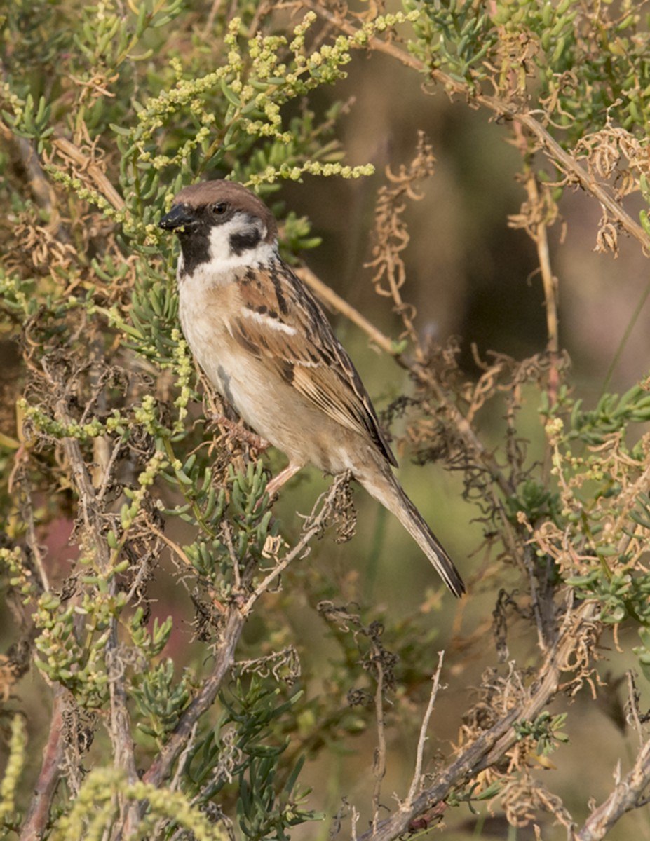 Eurasian Tree Sparrow - ML78120031