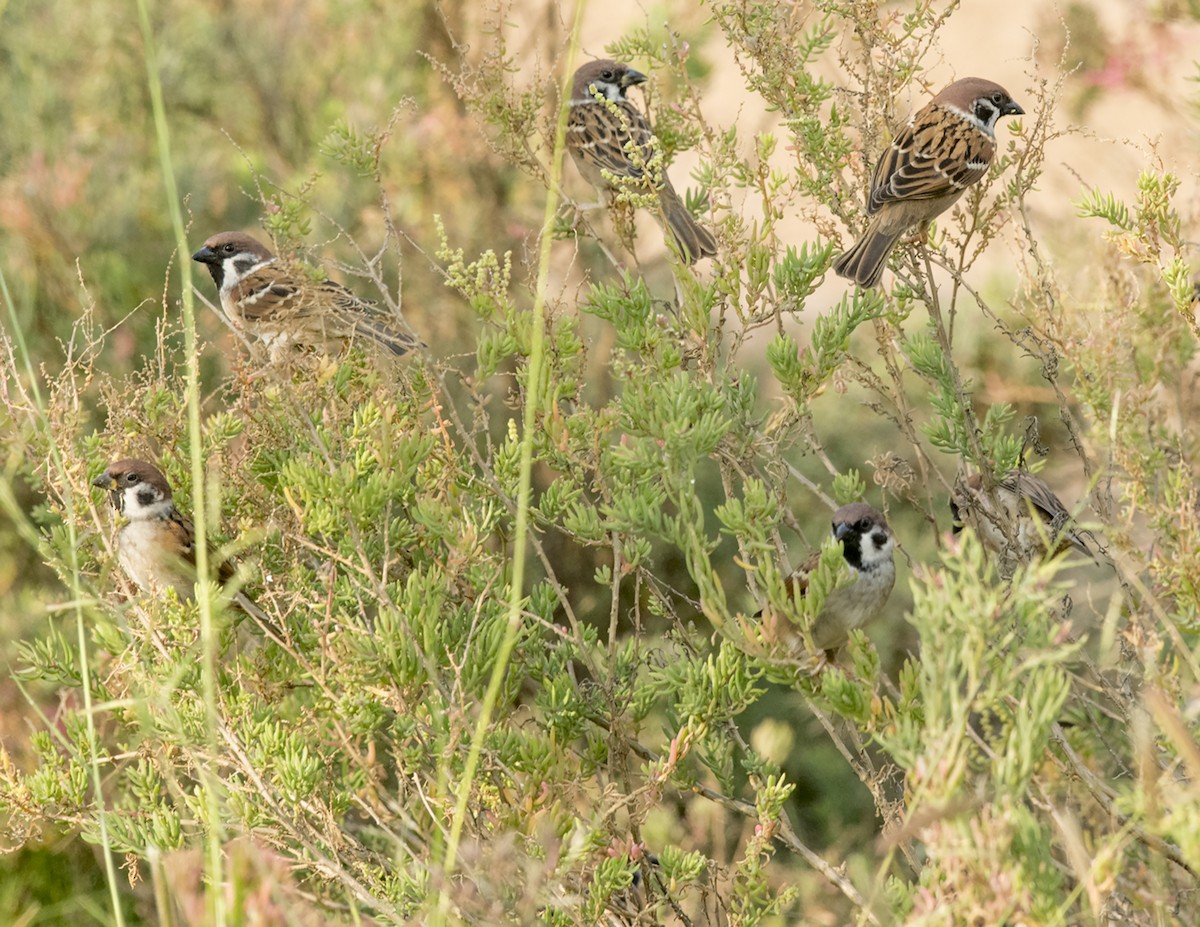 Eurasian Tree Sparrow - ML78120041