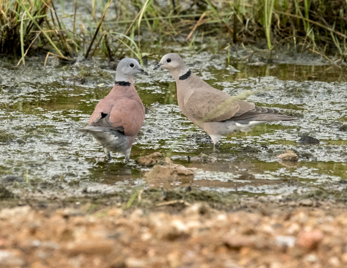 Red Collared-Dove - ML78120131