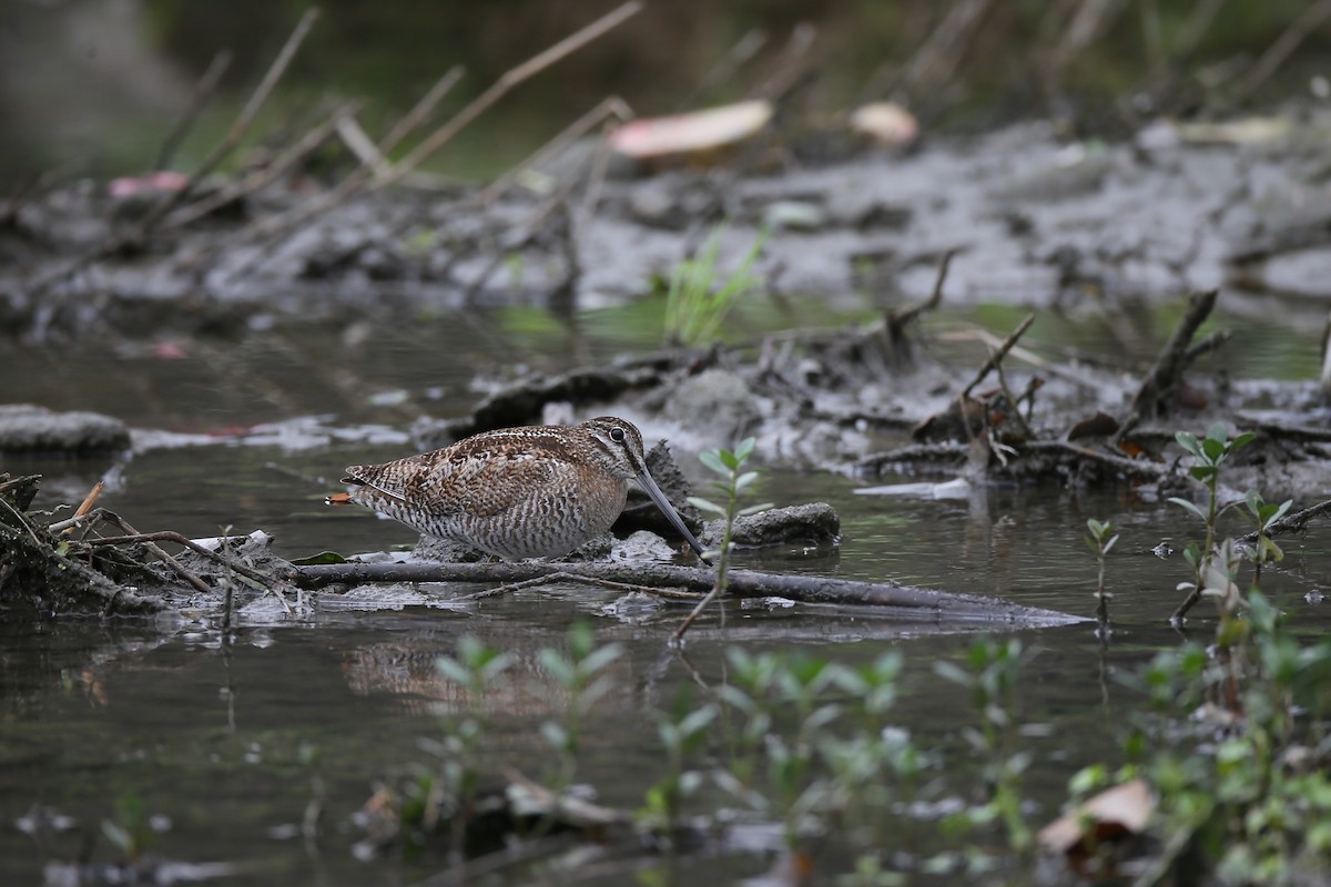 Solitary Snipe - Ting-Wei (廷維) HUNG (洪)