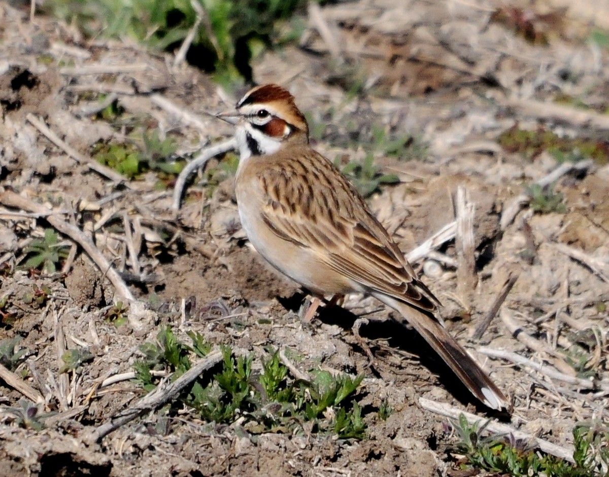 Bruant à joues marron - ML78120931