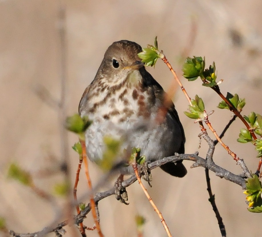 Hermit Thrush - ML78121001