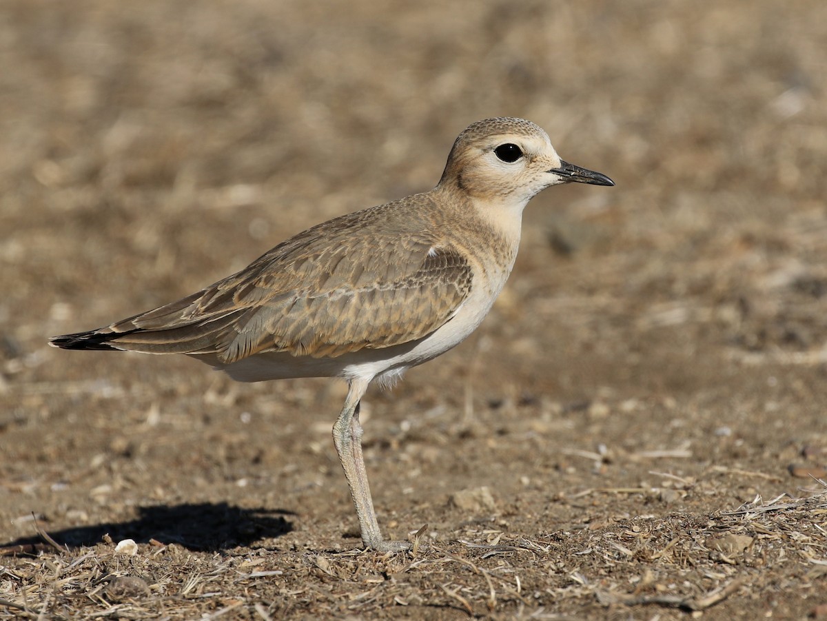 Mountain Plover - Matthew Grube