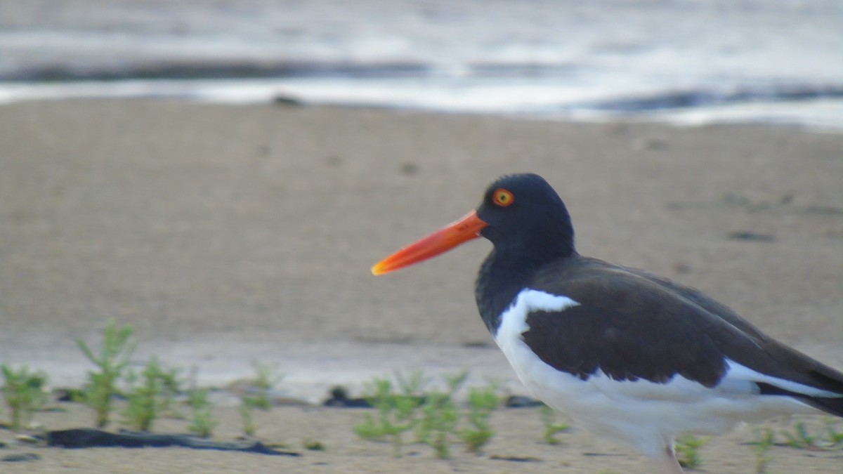 American Oystercatcher - ML78122421