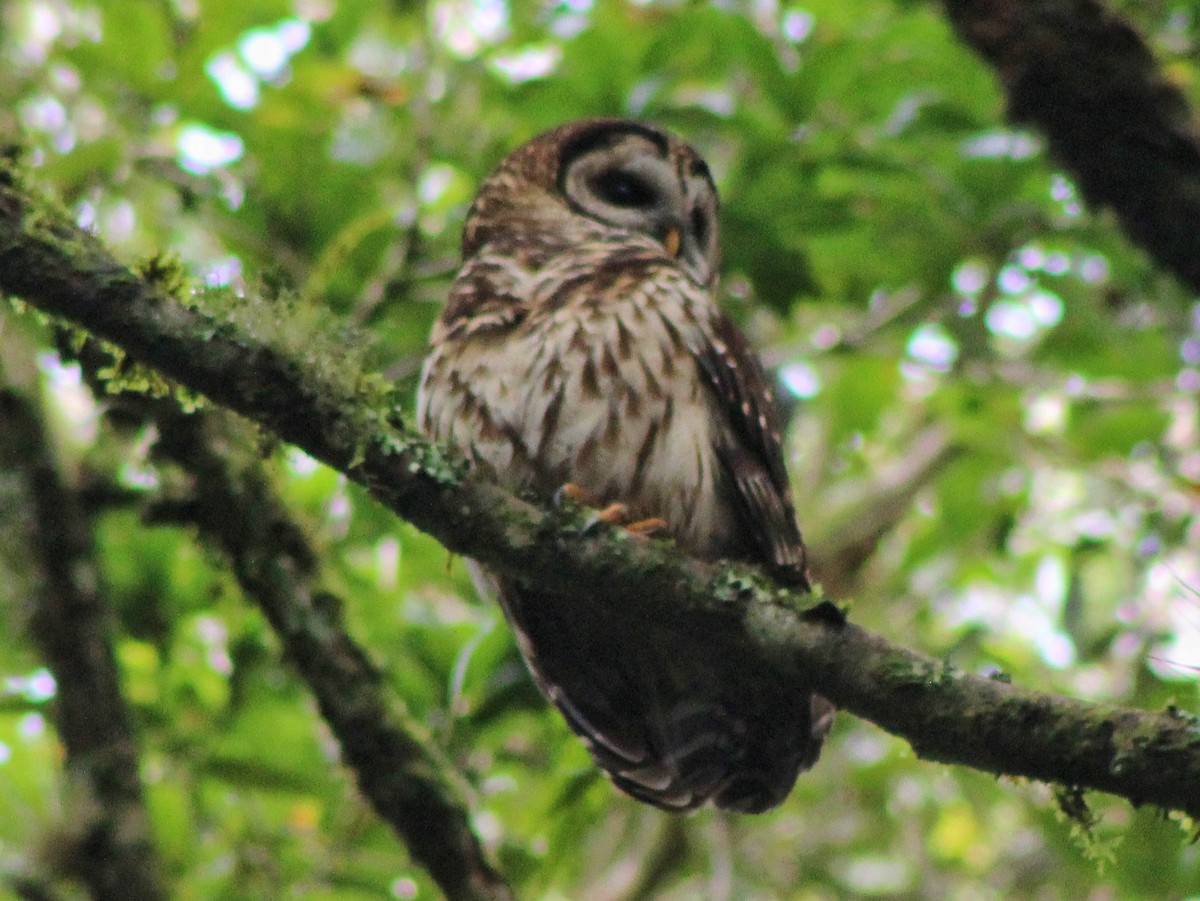 Fulvous Owl - Norman Espinoza