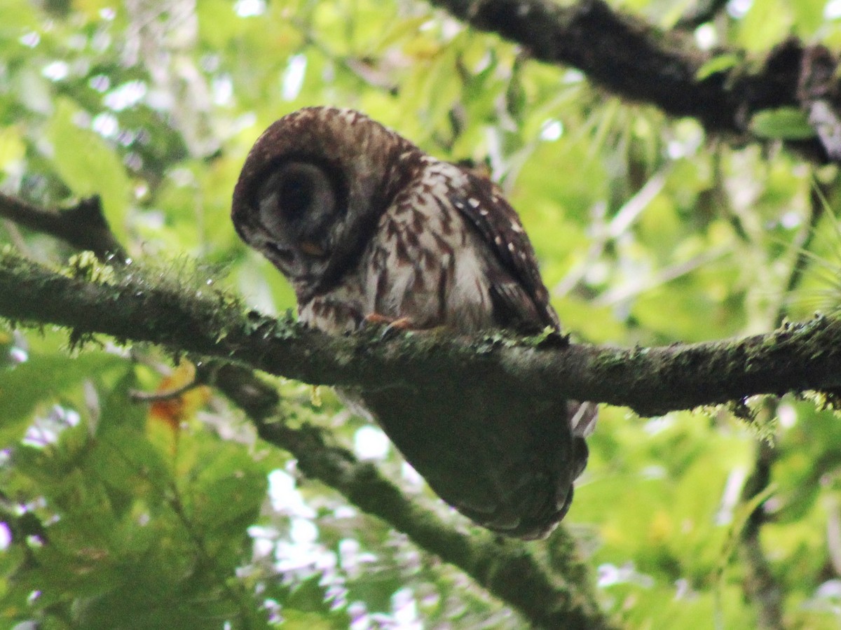 Fulvous Owl - ML78122731