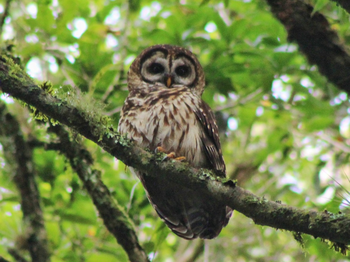 Fulvous Owl - Norman Espinoza