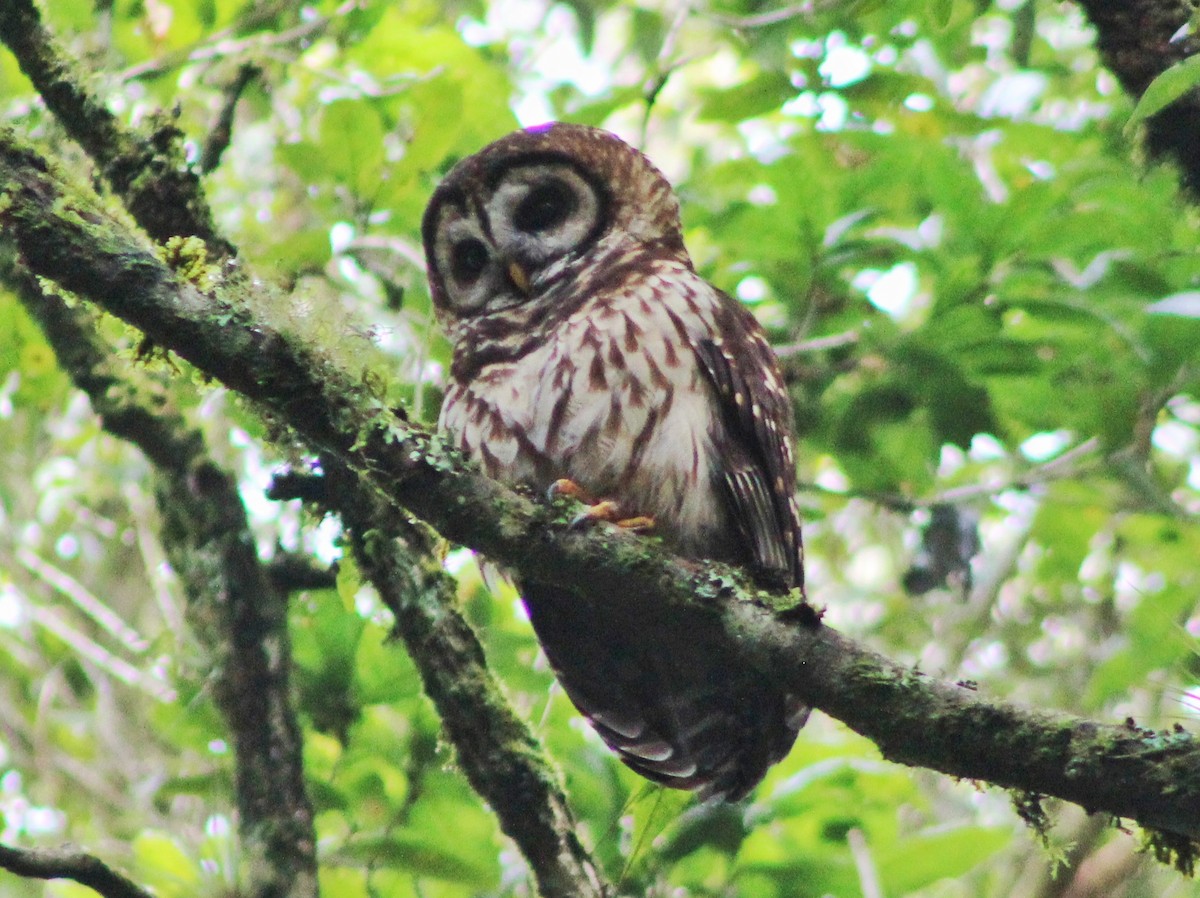 Fulvous Owl - Norman Espinoza